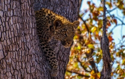 Luipaard hangend uit boom, Zuid-Afrika